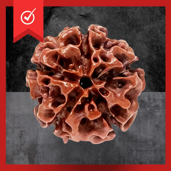 5 Mukhi Rudraksha Original Bead (Lab Tested Only)