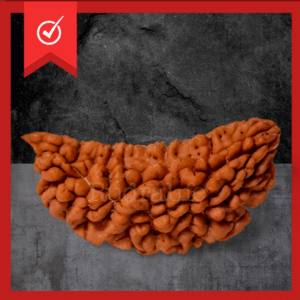 1 Mukhi Rudraksha Original Bead (Lab Tested Only)