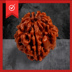 2 Mukhi Rudraksha Original Bead (Lab Tested Only)