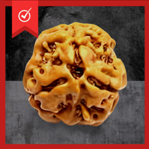 3 Mukhi Rudraksha Original Bead (Lab Tested only)