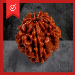4 Mukhi Rudraksha Original Bead (Lab Tested only)